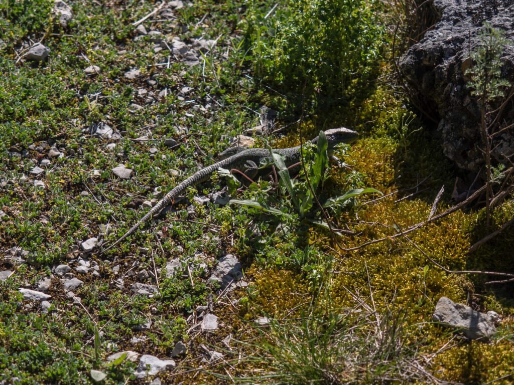 un beau lézard ocellé au soleil